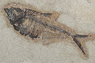 Fossil Fish (Diplomystus) - Green River Formation #214119
