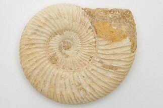 Jurassic Ammonite (Perisphinctes) Fossil - Madagascar #203906