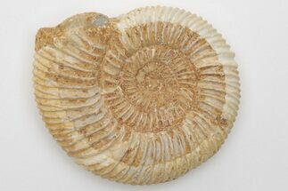 Jurassic Ammonite (Perisphinctes) Fossil - Madagascar #203911