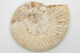 Jurassic Ammonite (Perisphinctes) Fossil - Madagascar #203920