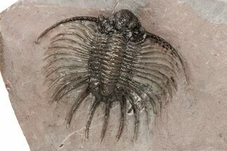 Unidentified Lichid Trilobite From Jorf - Belenopyge Like #214401