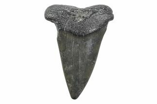 Fossil Broad-Toothed Mako Tooth - South Carolina #214541