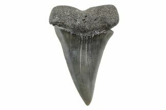 Fossil Broad-Toothed Mako Tooth - South Carolina #214561
