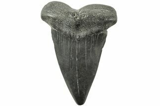 Large, Fossil Broad-Toothed Mako Tooth - South Carolina #214495