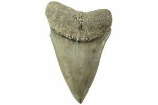 Large, Fossil Broad-Toothed Mako Tooth - South Carolina #214500