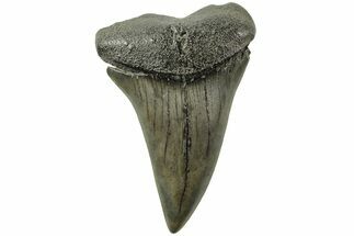 Fossil Broad-Toothed Mako Tooth - South Carolina #214485