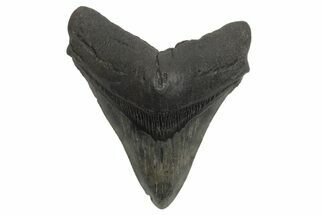 Fossil Megalodon Tooth - South Carolina #214737