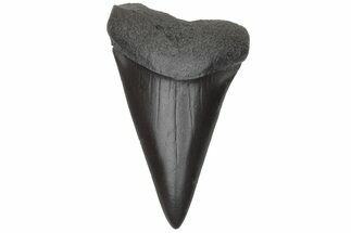 Fossil Broad-Toothed Mako Tooth - South Carolina #214585