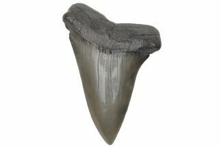 Fossil Broad-Toothed Mako Tooth - South Carolina #214594