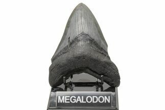 Fossil Megalodon Tooth - South Carolina #214707