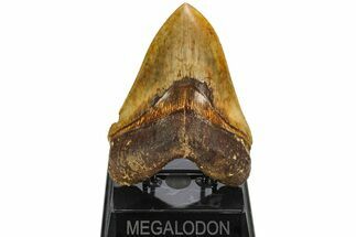 Serrated, Fossil Megalodon Tooth - Indonesia #214777