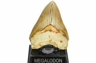 Serrated, Fossil Megalodon Tooth - Indonesia #214778