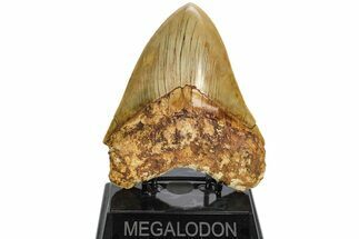 Serrated, Fossil Megalodon Tooth - Indonesia #214779