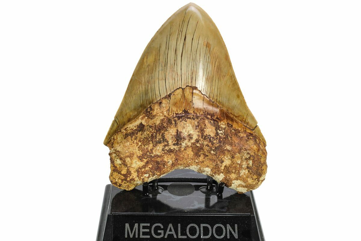 Megalodon Size: How Big Was The Megalodon Shark? 