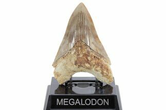 Serrated, Fossil Megalodon Tooth - Indonesia #214952