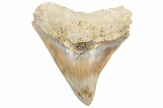 Serrated, Fossil Megalodon Tooth - Indonesia #214954
