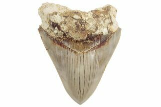 Serrated, Fossil Megalodon Tooth - Indonesia #214975