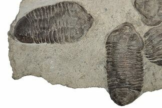 Plate Of Large Parahomalonotus Trilobites - Foum Zguid, Morocco #171025