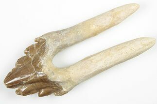 Fossil Primitive Whale (Basilosaur) Premolar Tooth - Morocco #215101