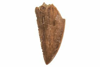 Serrated, Raptor Tooth - Real Dinosaur Tooth #213751