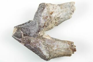 Fossil Primitive Whale (Pappocetus) Premolar - Morocco #215134