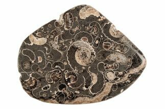 Polished Ammonite (Promicroceras) Slice - Marston Magna Marble #211351