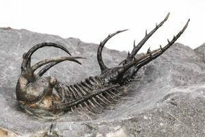 三葉虫Ceratarges ziregensis 三葉虫Ceratarges ziregensis - メルカリ