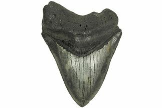 Fossil Megalodon Tooth - South Carolina #204607