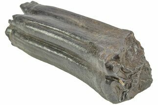 Pleistocene Aged Fossil Horse Tooth - South Carolina #213069