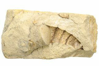 Ordovician Oncoceratid (Zittelloceras) Fossil - Wisconsin #215192