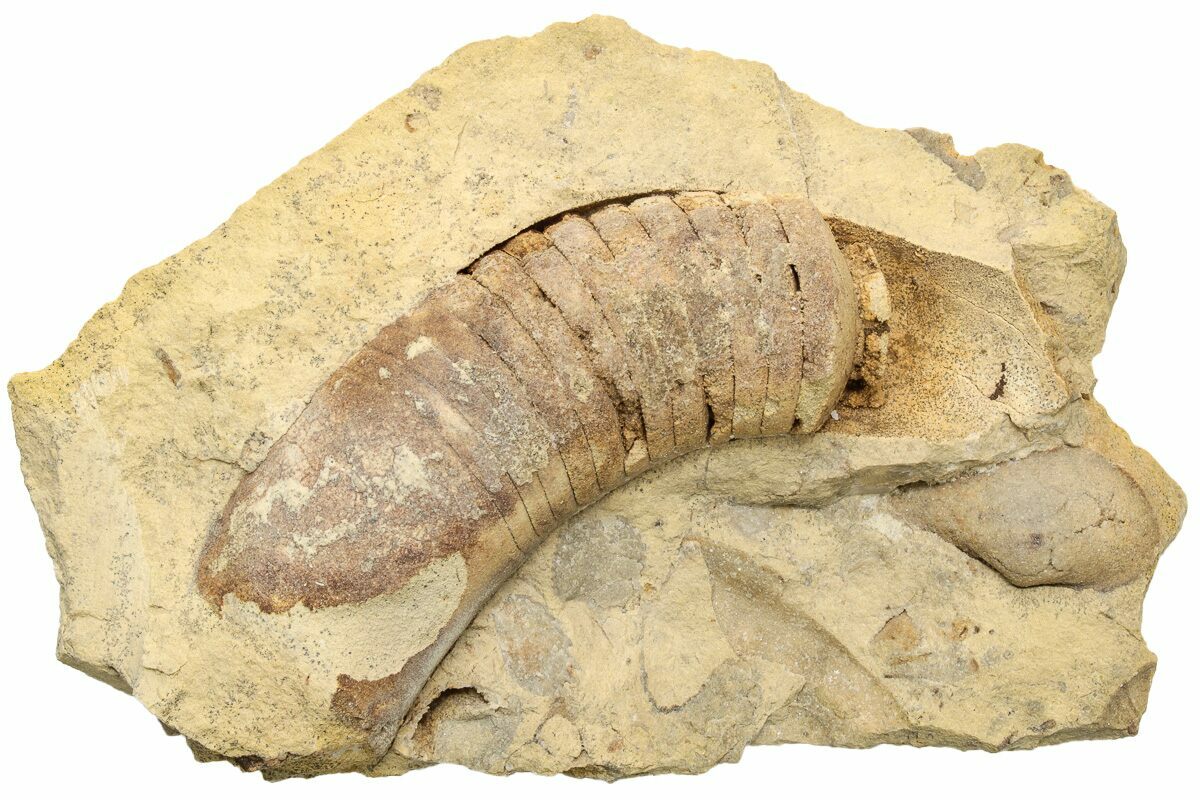 2.4" Ordovician Oncoceratid (Zittelloceras) Fossil Wisconsin (215194