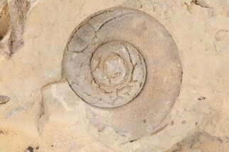 Ordovician Gastropod (Liospira) Fossil - Wisconsin #215203