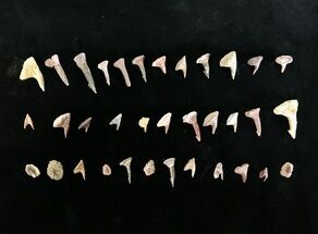 Clearance Lot: Small Sawfish (Onchopristis) Rostral Barbs - Pieces #215285