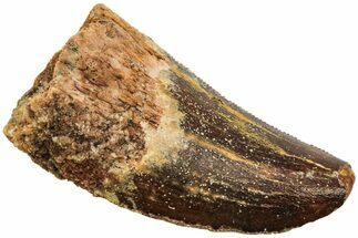 Serrated, Juvenile Carcharodontosaurus Tooth #214462