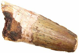 Fossil Spinosaurus Tooth - Feeding Worn Tip #214343