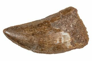 Bargain, Juvenile Carcharodontosaurus Tooth #214452