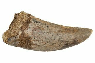 Serrated, Juvenile Carcharodontosaurus Tooth #214454