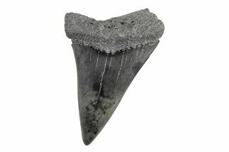 Fossil Broad-Toothed Mako Tooth - South Carolina #214632