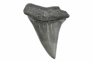Fossil Broad-Toothed Mako Tooth - South Carolina #214638