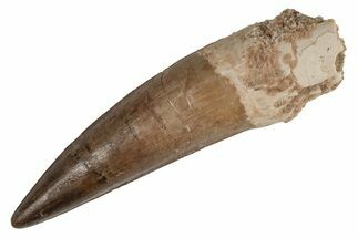 Fossil Spinosaurus Tooth - Real Dinosaur Tooth #215369