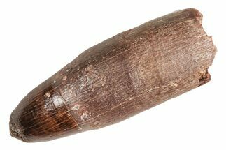 Rooted Fossil Crocodile Tooth - Morocco #215425