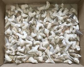Clearance Lot: Fossil Shark Teeth (Restored Roots) - Pieces #215456