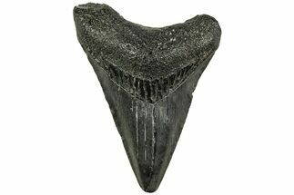 Juvenile Megalodon Tooth - South Carolina #214710