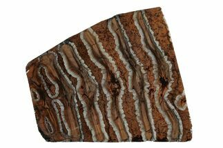 Fossil Mammoth Molar Slab - Siberia #215329