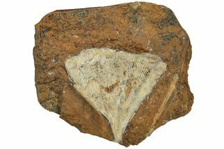 Fossil Ginkgo Leaf From North Dakota - Paleocene #215473