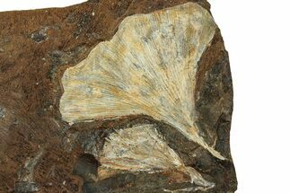 Two Fossil Ginkgo Leaves From North Dakota - Paleocene #215478