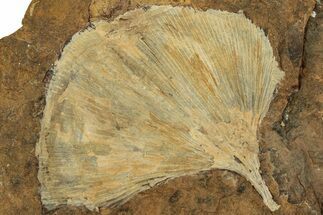 Fossil Ginkgo Leaf From North Dakota - Paleocene #215479