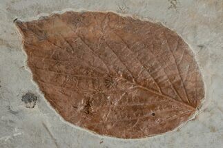 Fossil Leaf (Beringiaphyllum) - Montana #215529