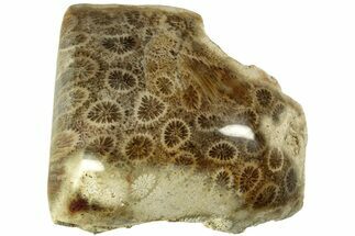 Polished Fossil Coral Head - Indonesia #210909