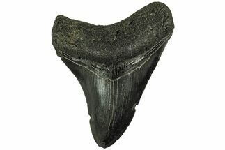 Fossil Megalodon Tooth - South Carolina #212950